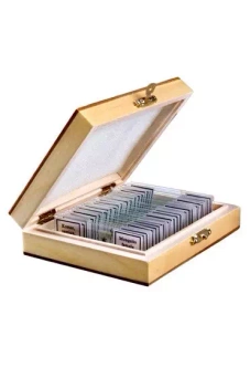 Microscope slides Zoology