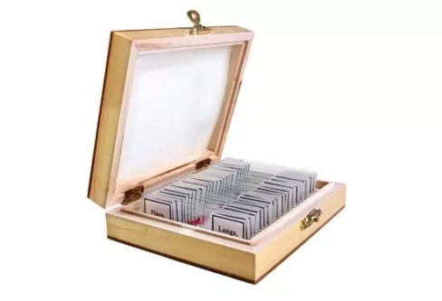 Microscope slides Human Anatomy